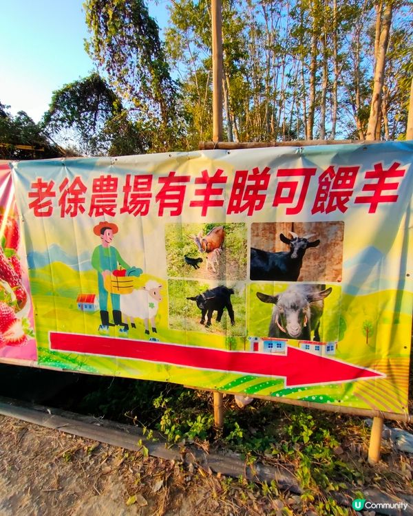 🍓親手摘士多啤梨，仲有羊仔等你嚟！🤩