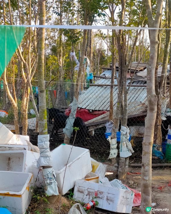 🍓親手摘士多啤梨，仲有羊仔等你嚟！🤩