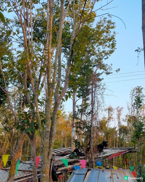 🍓親手摘士多啤梨，仲有羊仔等你嚟！🤩