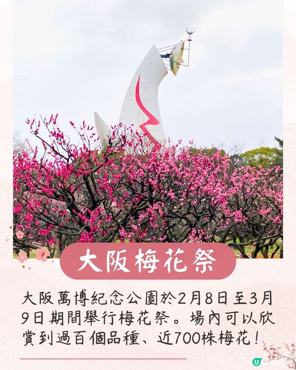 大阪梅花祭開幕🌸近700株梅花美景+梅子美食攤位+傳統工藝DIY工作坊❗