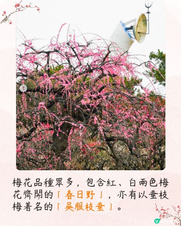 大阪梅花祭開幕🌸近700株梅花美景+梅子美食攤位+傳統工藝DIY工作坊❗