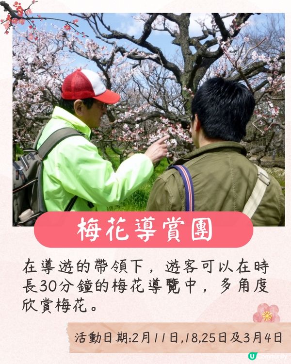 大阪梅花祭開幕🌸近700株梅花美景+梅子美食攤位+傳統工藝DIY工作坊❗