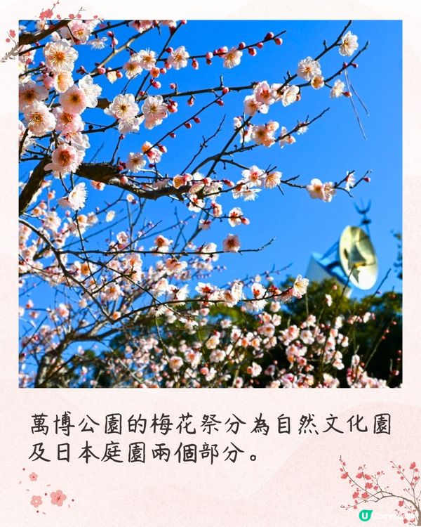 大阪梅花祭開幕🌸近700株梅花美景+梅子美食攤位+傳統工藝DIY工作坊❗