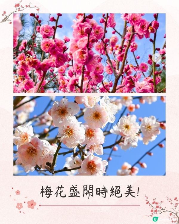 大阪梅花祭開幕🌸近700株梅花美景+梅子美食攤位+傳統工藝DIY工作坊❗