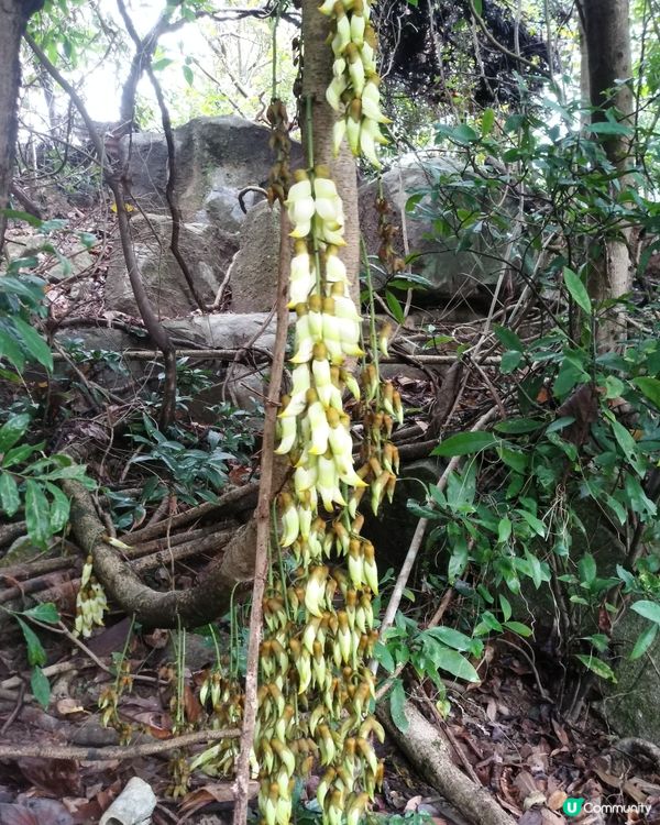 白花油麻藤開花啦