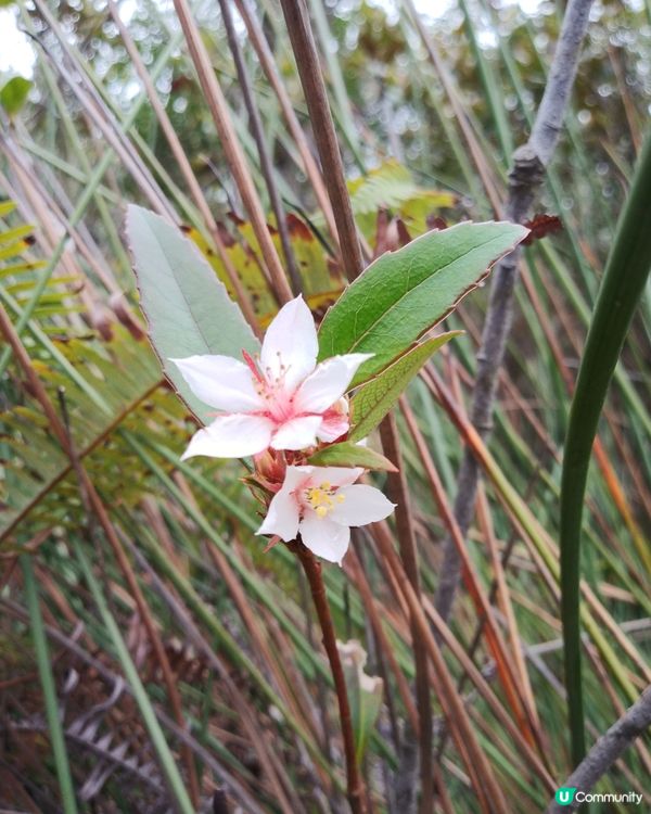 春天來到報春花