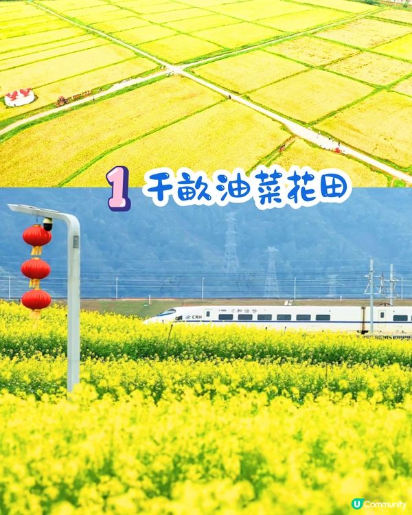 深圳光明歡樂田園攻略📸千畝黃金田園/愜意遊船‼️即睇7大賣點