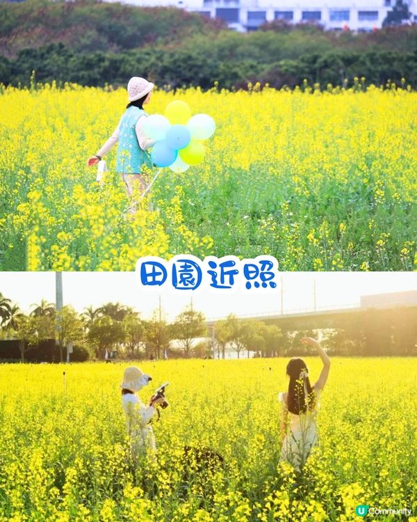 深圳光明歡樂田園攻略📸千畝黃金田園/愜意遊船‼️即睇7大賣點