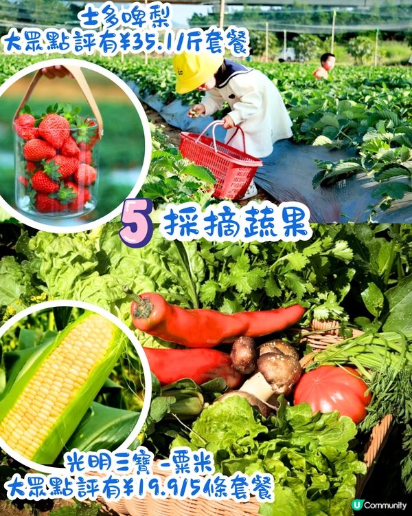 深圳光明歡樂田園攻略📸千畝黃金田園/愜意遊船‼️即睇7大賣點