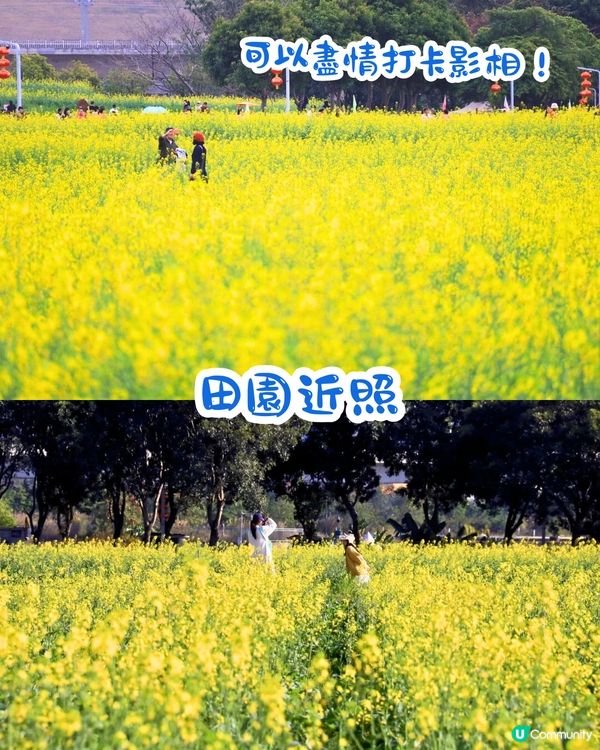 深圳光明歡樂田園攻略📸千畝黃金田園/愜意遊船‼️即睇7大賣點