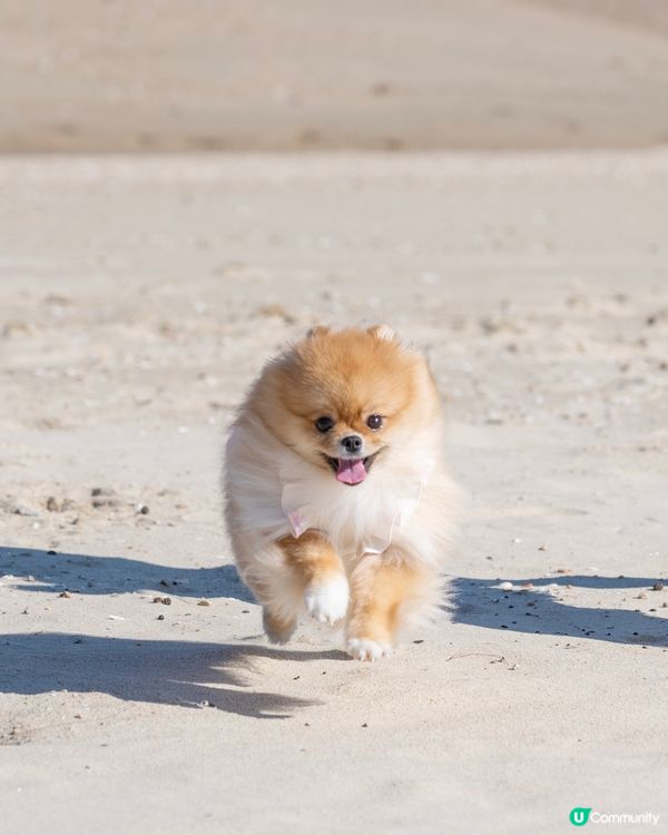鍾意沙灘跑跑的米蘇蘇🐾🏖️