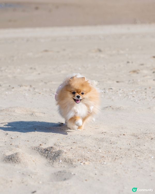 鍾意沙灘跑跑的米蘇蘇🐾🏖️