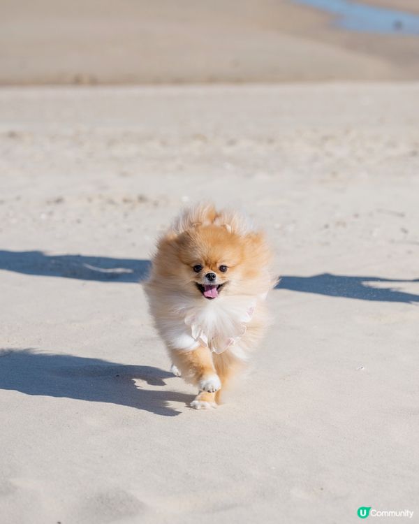 鍾意沙灘跑跑的米蘇蘇🐾🏖️