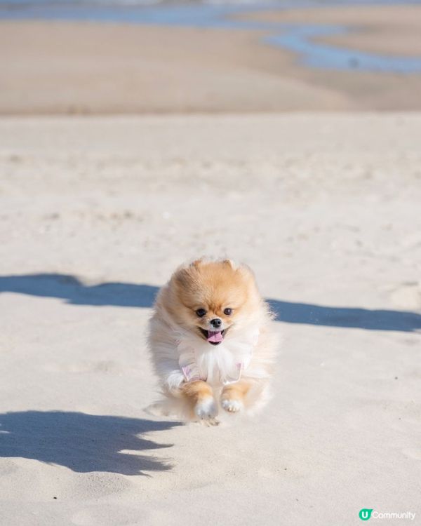 鍾意沙灘跑跑的米蘇蘇🐾🏖️