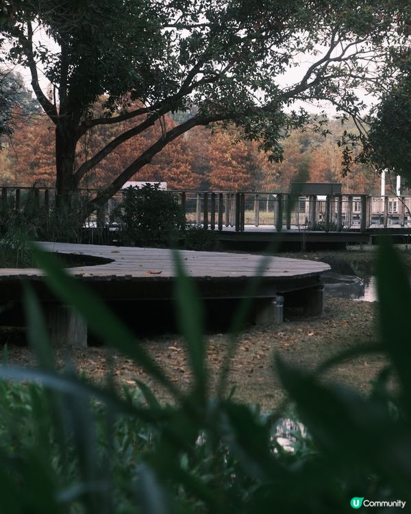 濕 地 公 園 ≣ 散 策 落 羽 松 𖡘𖤣𖤣𖤣