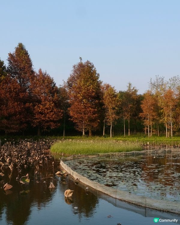 濕 地 公 園 ≣ 散 策 落 羽 松 𖡘𖤣𖤣𖤣