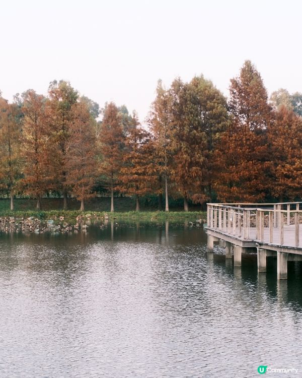 濕 地 公 園 ≣ 散 策 落 羽 松 𖡘𖤣𖤣𖤣