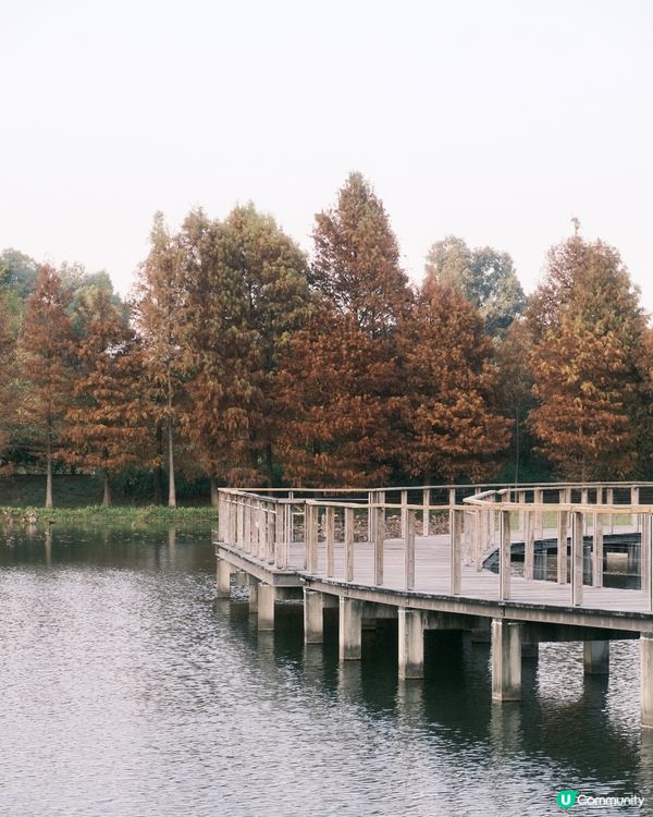 濕 地 公 園 ≣ 散 策 落 羽 松 𖡘𖤣𖤣𖤣