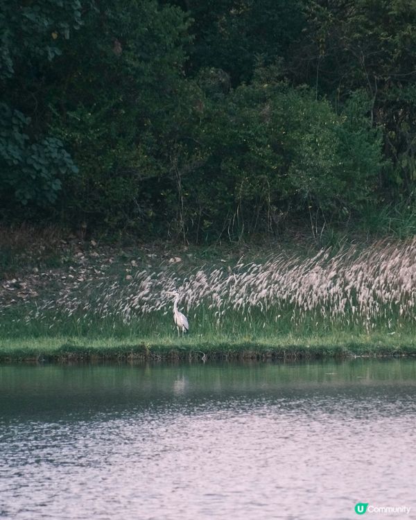 濕 地 公 園 ≣ 散 策 落 羽 松 𖡘𖤣𖤣𖤣