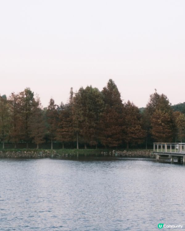 濕 地 公 園 ≣ 散 策 落 羽 松 𖡘𖤣𖤣𖤣