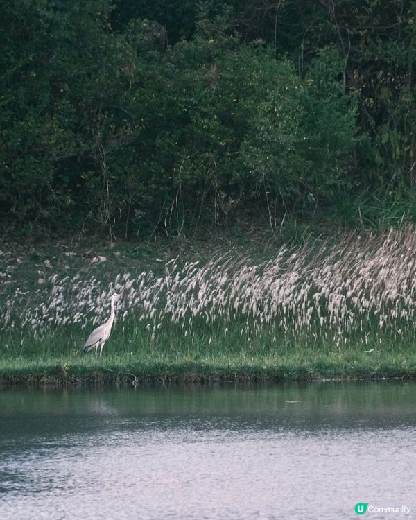 濕 地 公 園 ≣ 散 策 落 羽 松 𖡘𖤣𖤣𖤣
