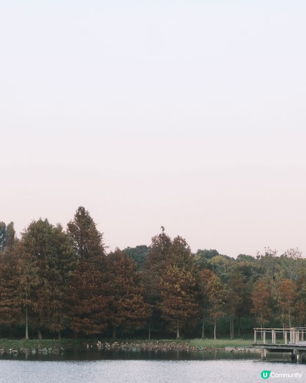 濕 地 公 園 ≣ 散 策 落 羽 松 𖡘𖤣𖤣𖤣