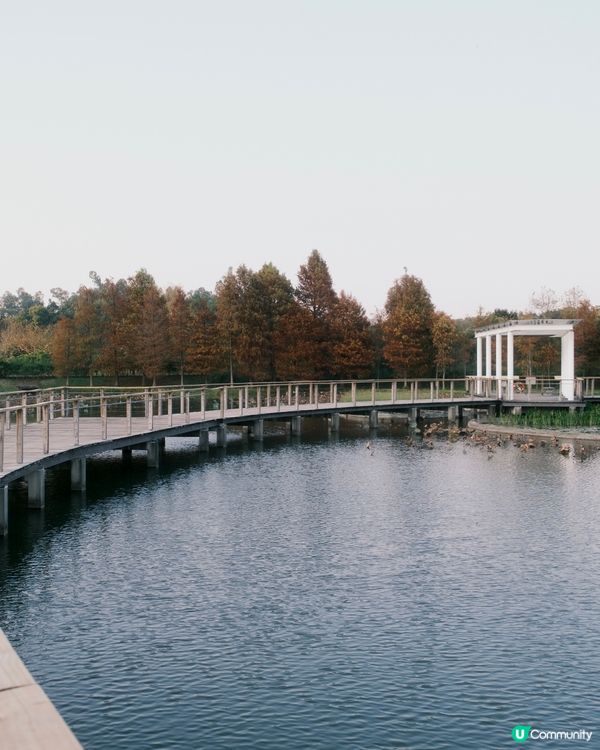 濕 地 公 園 ≣ 散 策 落 羽 松 𖡘𖤣𖤣𖤣