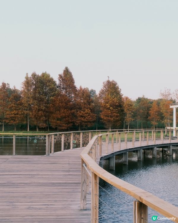 濕 地 公 園 ≣ 散 策 落 羽 松 𖡘𖤣𖤣𖤣