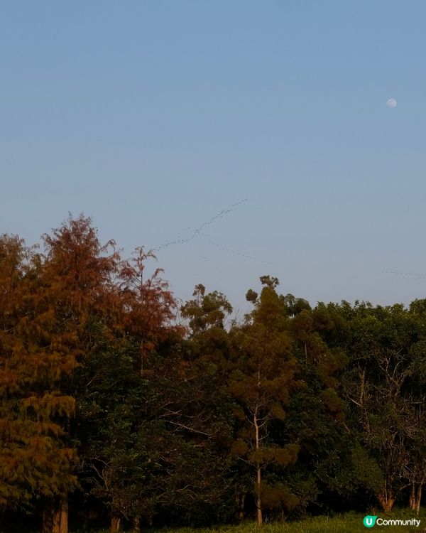 濕 地 公 園 ≣ 散 策 落 羽 松 𖡘𖤣𖤣𖤣