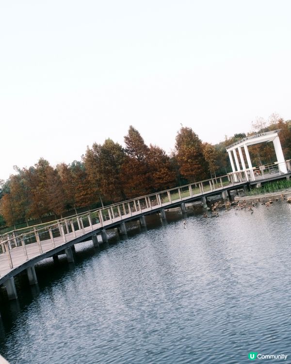 濕 地 公 園 ≣ 散 策 落 羽 松 𖡘𖤣𖤣𖤣