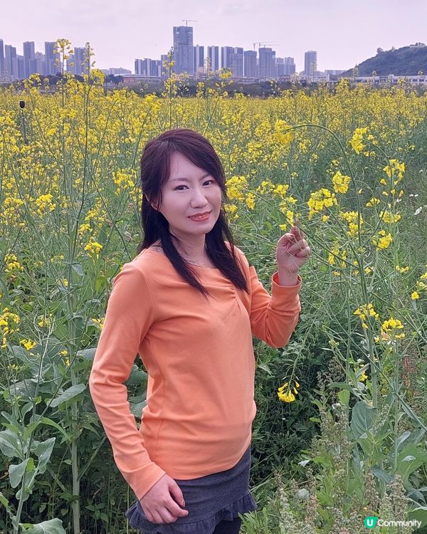 深圳光明歡樂田園油菜花海