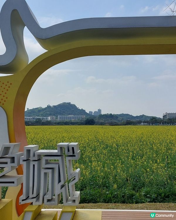 深圳光明歡樂田園油菜花海