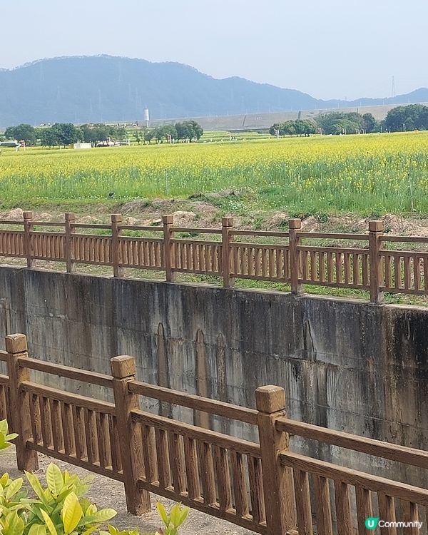 深圳光明歡樂田園油菜花海