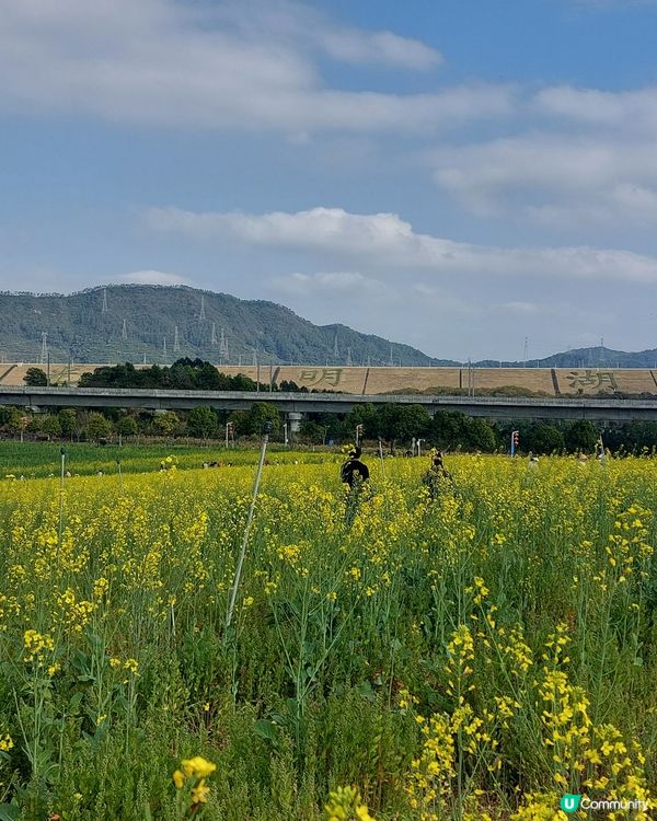 深圳光明歡樂田園油菜花海