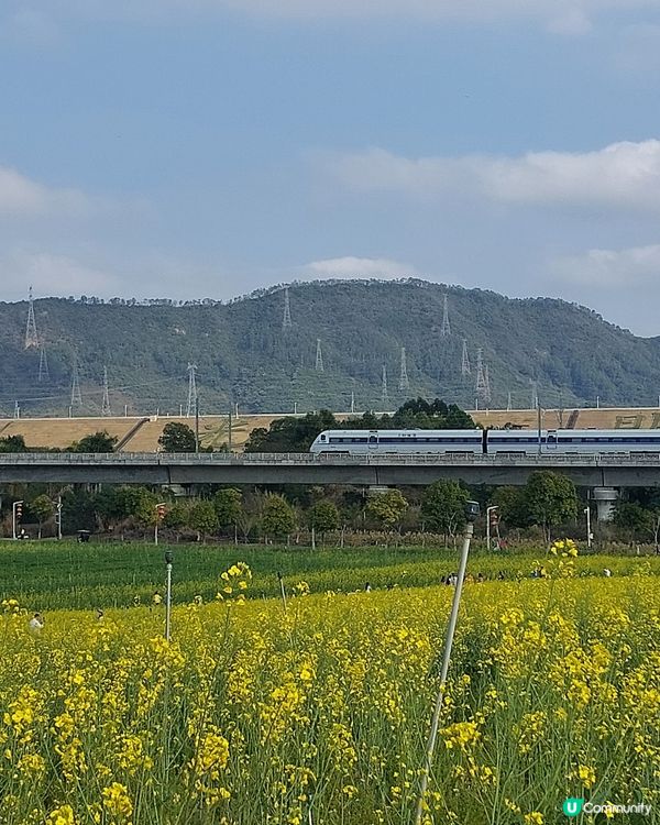 深圳光明歡樂田園油菜花海