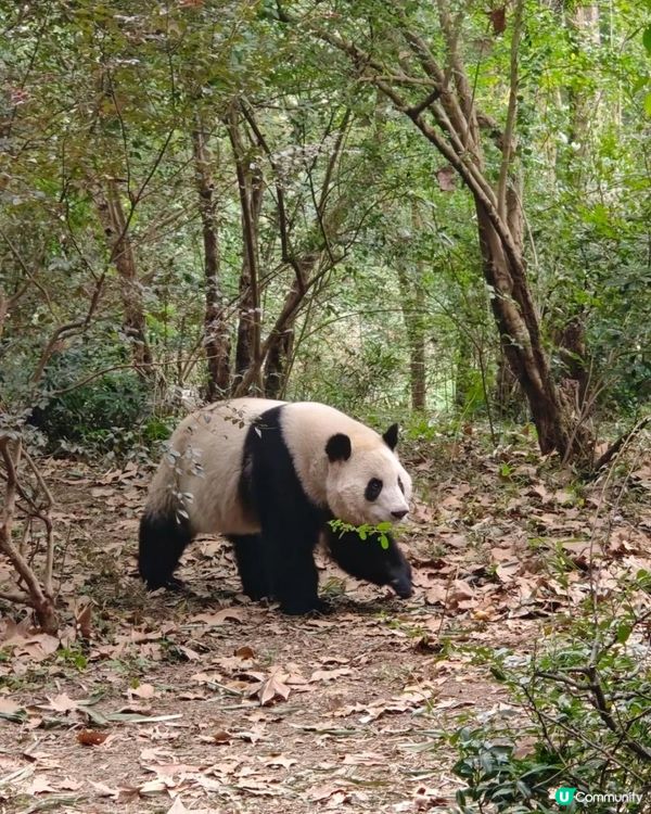 成都大熊貓基地