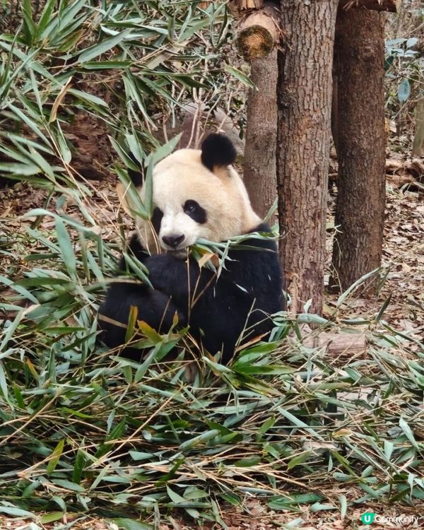 成都大熊貓基地
