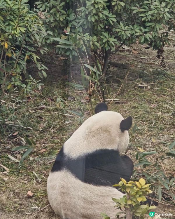 成都大熊貓基地