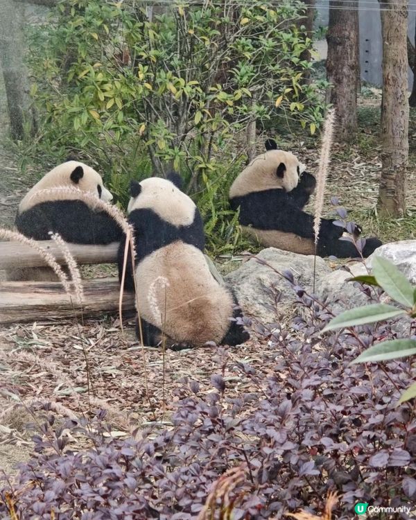 成都大熊貓基地