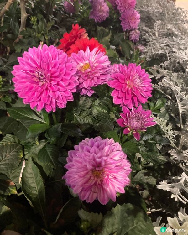 錦上路吉慶圍探秘 🏮 鄉郊新年傳統