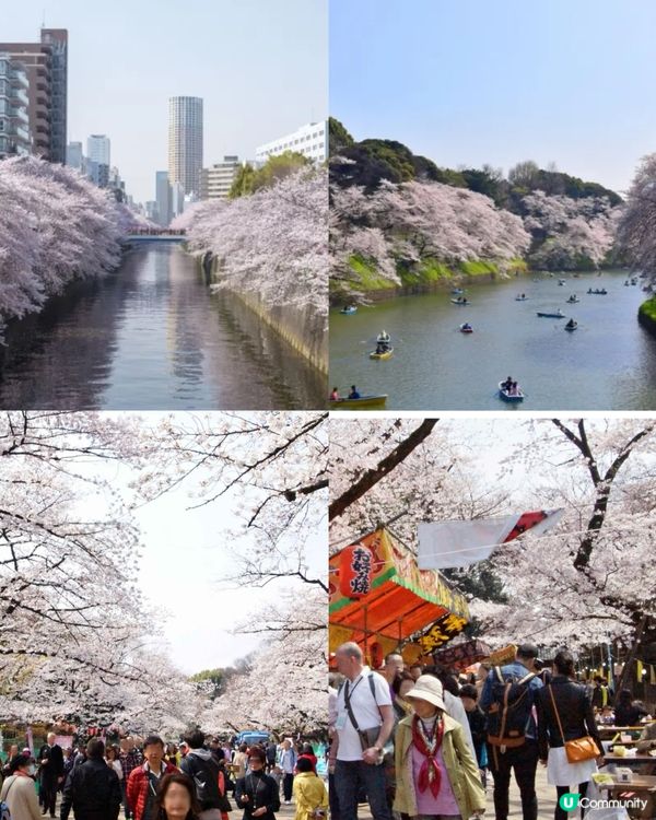 🌸 2025年日本賞櫻攻略！最佳時機+景點推薦