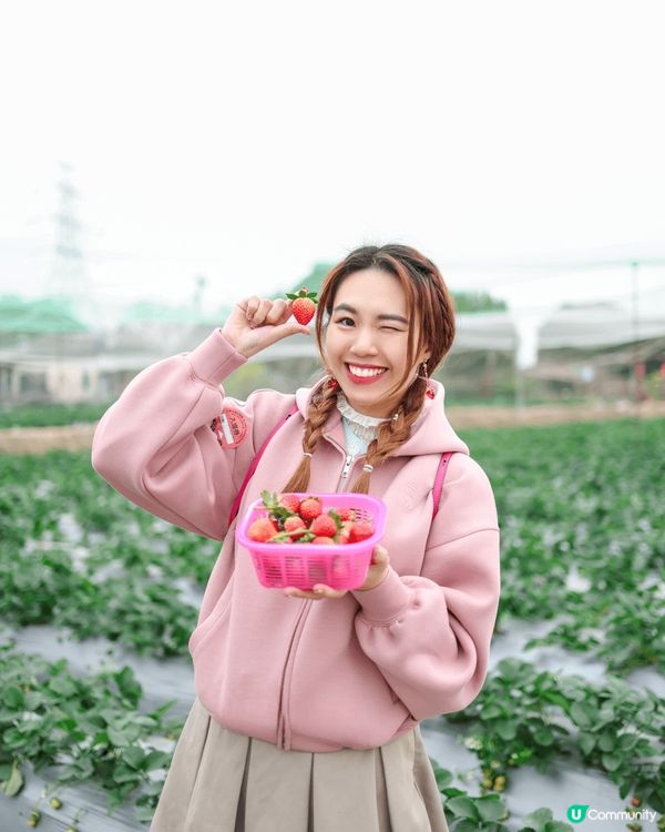 新年好去處🩷可以去大棠，海洋公園行下