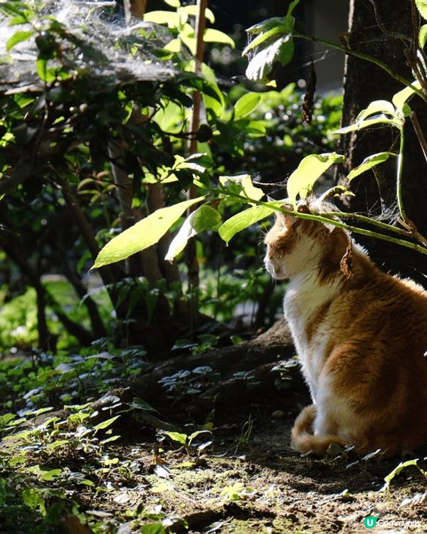 日本江之島遮蔭貓貓遇上上飛蛾山頂估你唔到超強運之山頂靚景，落...