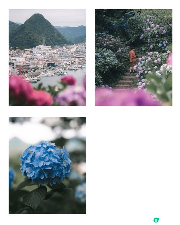 每當梅雨季，日本大街小巷都會出現紫陽花，位於東京近郊既下田公...