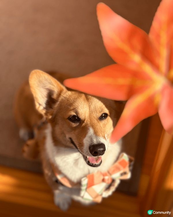 香港寵物友善打卡景點📸媽媽最鐘意周圍發掘香港好去處