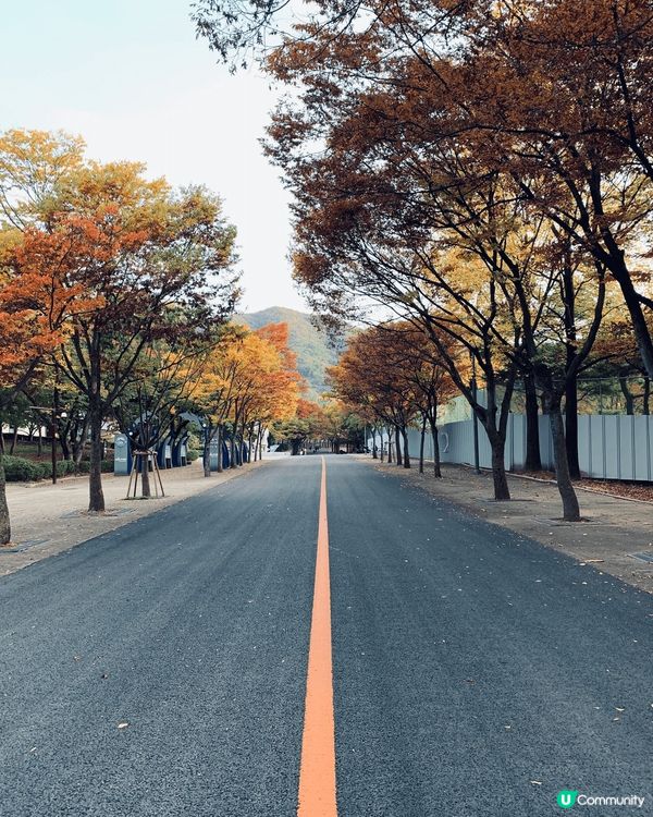 韓國的街頭和風景隨手一拍都很美，尤其是在天空公園的超夢幻粉紅...