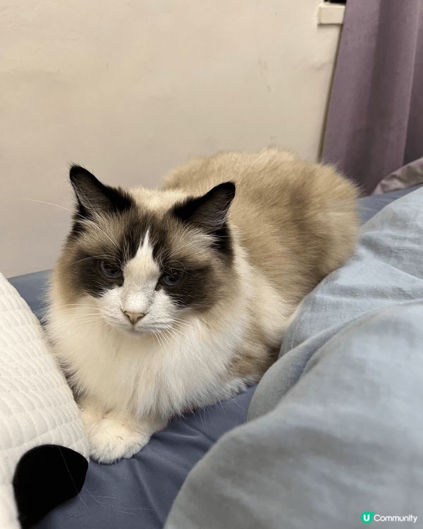 留住這時光。貓咪生命比人類短，十幾歲已經好叻叻。每天上班，能...