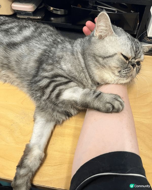 留住這時光。貓咪生命比人類短，十幾歲已經好叻叻。每天上班，能...