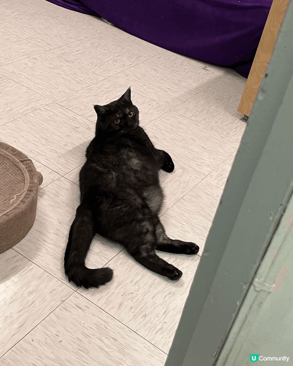 留住這時光。貓咪生命比人類短，十幾歲已經好叻叻。每天上班，能...