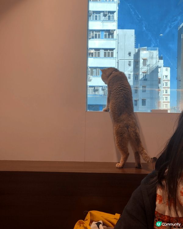 圖一：珠海長隆遊樂園有噴水節目，彩虹超靚🌈